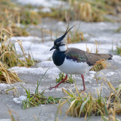 northern lapwing