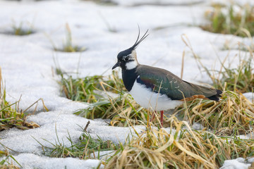 northern lapwing