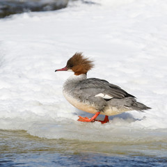 Goosander
