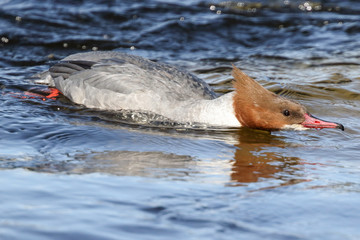 Goosander