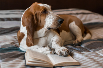 Basset Hound dog brown and white intelligent intellectual reading book of glasses on the bed.