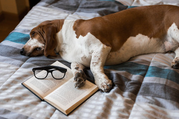 Basset Hound dog brown and white intelligent intellectual reading book of glasses on the bed.