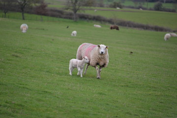 Obraz premium Moutons