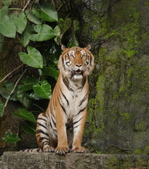 Tiger sitting watching a something on the rock