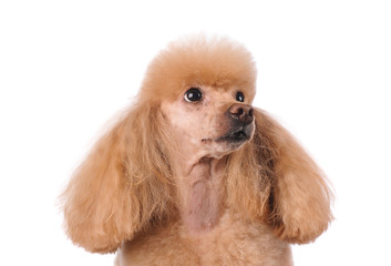 studio portrait of the dog on a white background