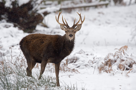Red Deer Stag (Cervus elaphus)/Young Red Deer Stag in deep snow