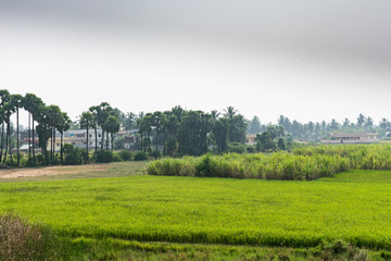A beautiful paddy farm with sugar cane & palm tree harvesting together.