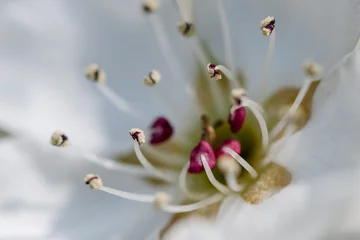 Gardinen Blüte © patrick