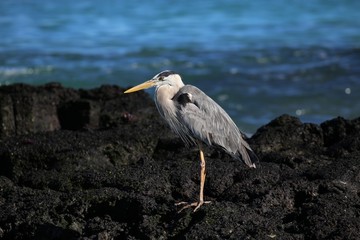 Grey Heron on Rocks