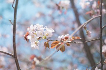 Close-up image of Sakura blossom or pink cherry flower on a blue sky background in spring season in Japan