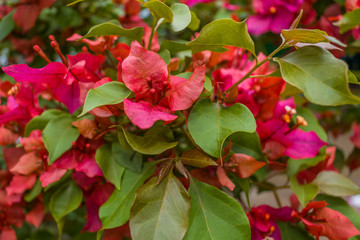 beautiful colombian flowers in spring