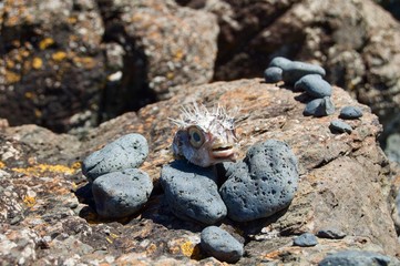 Shoreham Beach - Victoria, Australia	