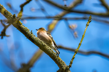 Chaffinch in the forest at spring singing