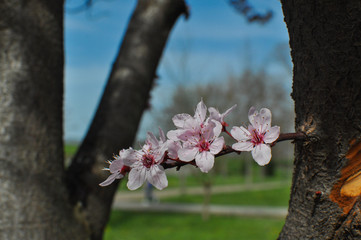 Spring Background, Blossoming trees in spring. Tree branches in full bloom