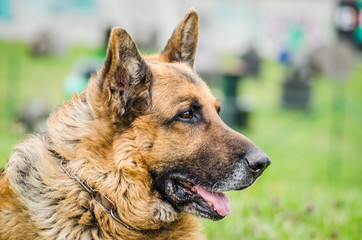 Portrait of the German shepherd 
