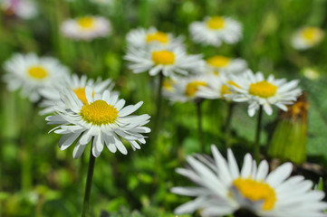 Fototapeta na wymiar Beautiful white daisies flowers. Green grass and chamomiles in the nature 