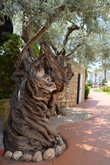 Fototapeta na wymiar Bardzo stare drzewo oliwne, pień,. Majorka