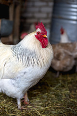 Chickens on the farm. Toned, style, color photo.