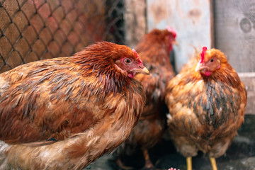 Chickens on the farm. Toned, style, color photo.