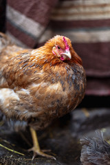 Chickens on the farm. Toned, style, color photo.