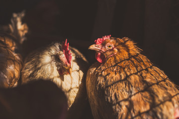 Chickens on the farm. Toned, style, color photo.