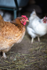 Chickens on the farm. Toned, style, color photo.