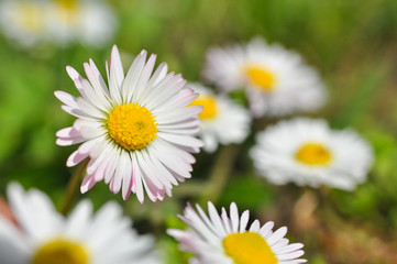 Fototapeta premium Beautiful white daisies flowers. Green grass and chamomiles in the nature 
