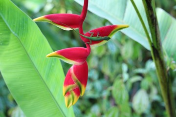 Heliconia flower with green lizard