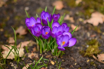 Fototapeta premium Blumen 18