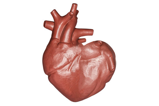 A human heart in a heart shape. Part of anatomy human body model with organ system