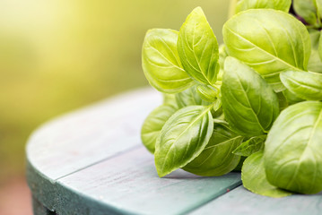 Fresh green basil leaves close-up with copy space