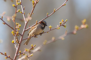 sparrow in spring