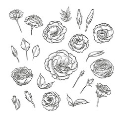 Vector hand drawn elegant lisianthus