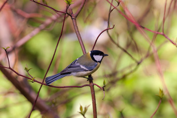 tit on a spring branch
