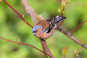 portrait of a chaffinch