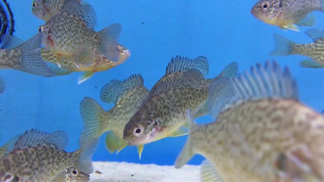 Barsch, Barsche, Fische