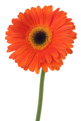Orange (red) gerbera flower on white.