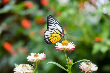 Closed up Butterfly on flower during hot day