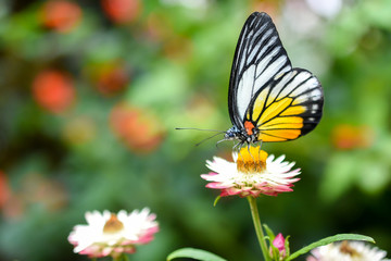 Closed up Butterfly on flower during hot day