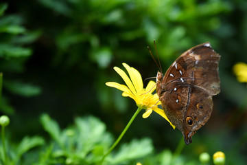 Closed up Butterfly on flower during hot day