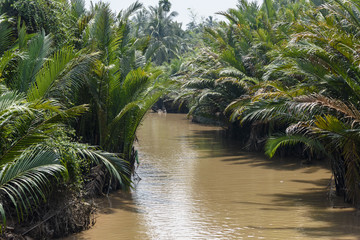 Fototapeta na wymiar River flowing through the jungle in the Meekong Delta, Vietnam
