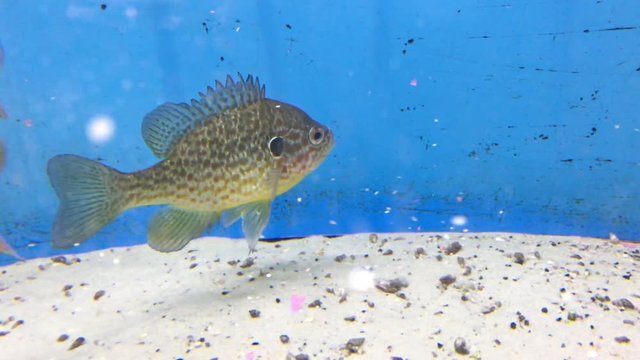 Barsch, Barsche, Fische