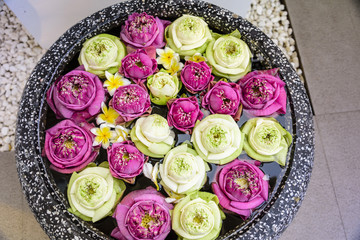 White and pink lotus flowers floating in a bowl of water.