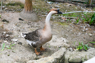 Domestic goose graze on traditional village goose farm