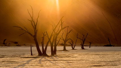 Arbres morts, Deafvlei, Namibie