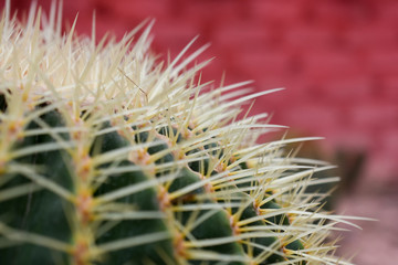 varies cactus plant in the farm cameron highland.