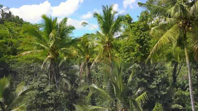 Aerial shot with dron of amazing Bali jungle rainforest landscape view from above with palm trees and tropical plants under a blue sky in travel holidays and Asia beautiful destination concept