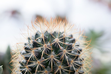 varies cactus plant in the farm cameron highland.