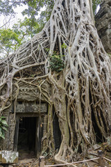 Roots of a giant tree threaten to ruin and take over the Unesco World Heritage site of Ankor Thom, Siem Reap, Cambodia