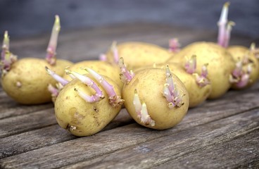 Farming,cultivation, agriculture and care of vegetables concept: seedlings of potatoes with sprouts prepared for planting on a wooden table.